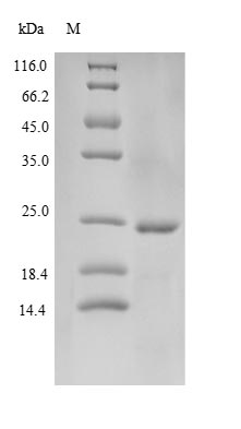 Human CAMP protein