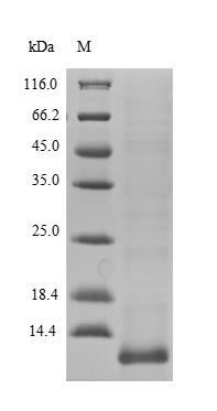Human LCE3A protein