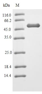 Mouse HNRNPA2B1 protein
