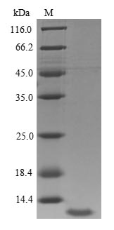 Human IGF-1 protein