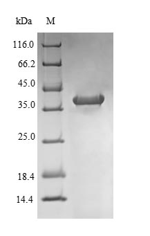 Rat NOX4 protein