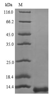 Human PSAP protein