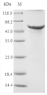 Rabbit Apolipoprotein E protein