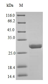 Snake venom metalloproteinase adamalysin-2 protein