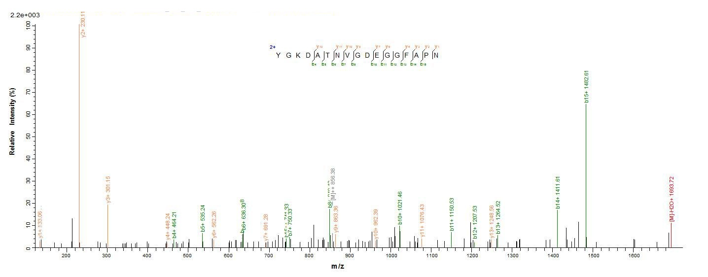 Mouse ENO1 protein