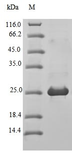 Mouse BLM protein
