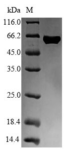 E. coli FLIC protein