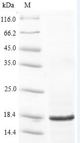 Bacterial RPLV protein