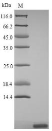 Plant 2S albumin protein