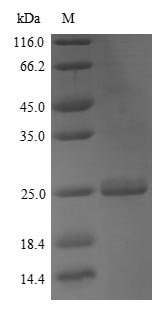 Mouse APOM protein