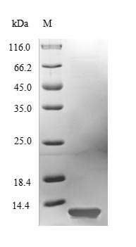 Fungi HFB2 protein