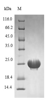 Bacterial RECR protein