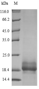 Human SPRR2B protein
