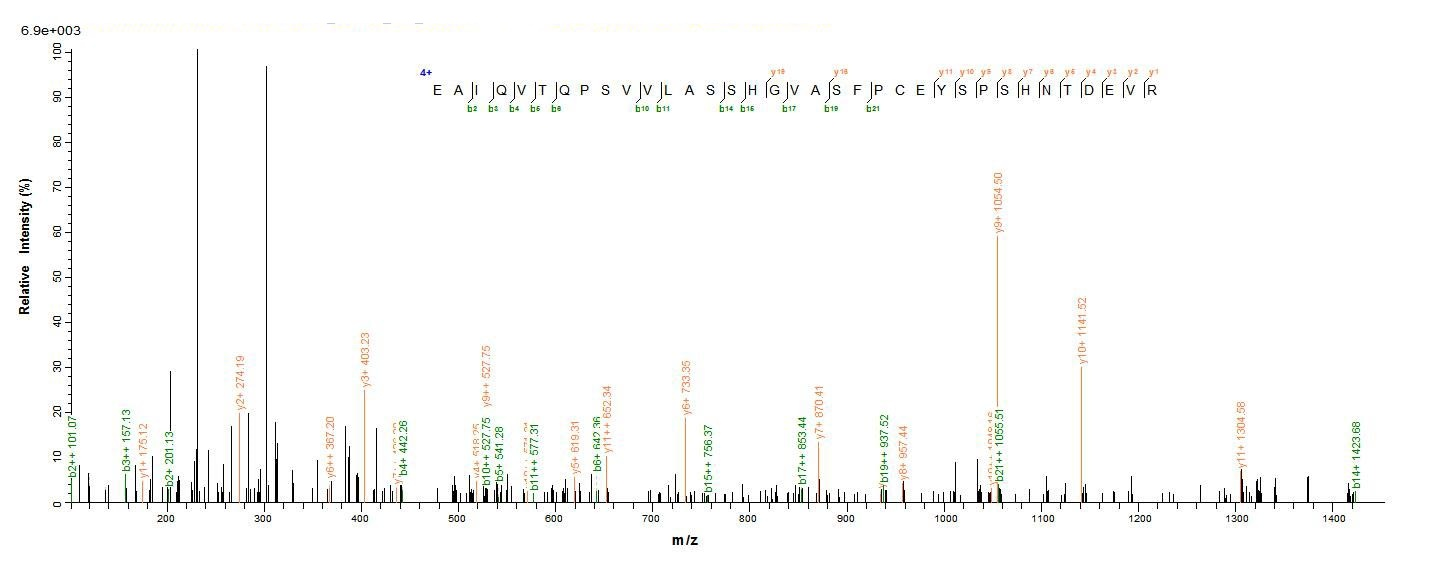 Mouse CTLA4 protein