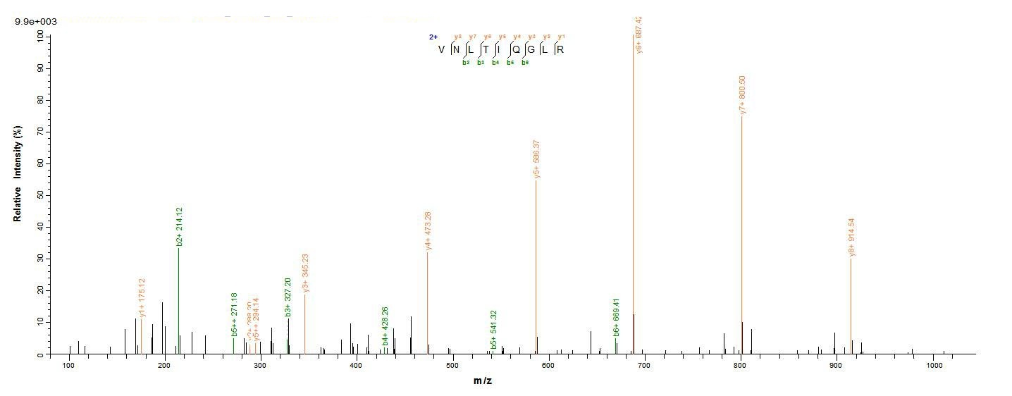 Mouse CTLA4 protein