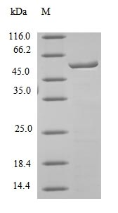 Mouse CES1C protein