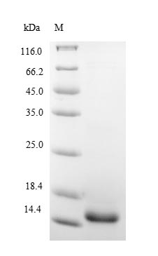 Pig IL5 protein
