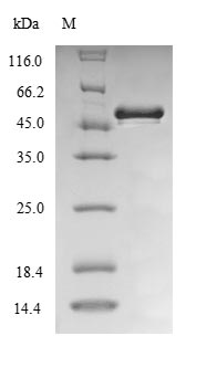 Plant LPXC protein