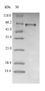 Mouse CYP27B1 protein