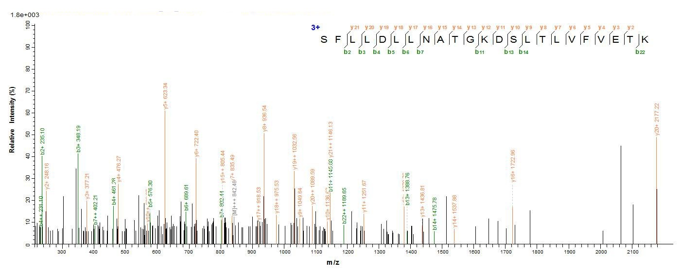 Human DDX3X protein
