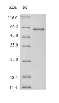Mouse AFP protein