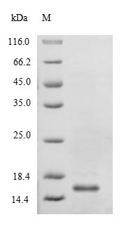E. coli YJEE protein