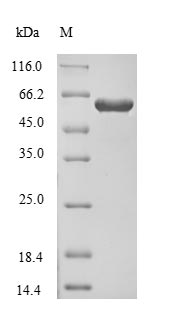 Human CRMP1 protein