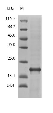 Bacterial NFUA protein