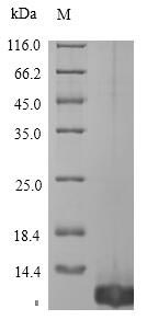 Animal Tick anticoagulant peptide protein