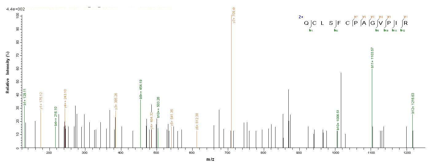 Mouse LY6C1 protein