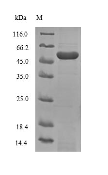 Mouse CD133 protein