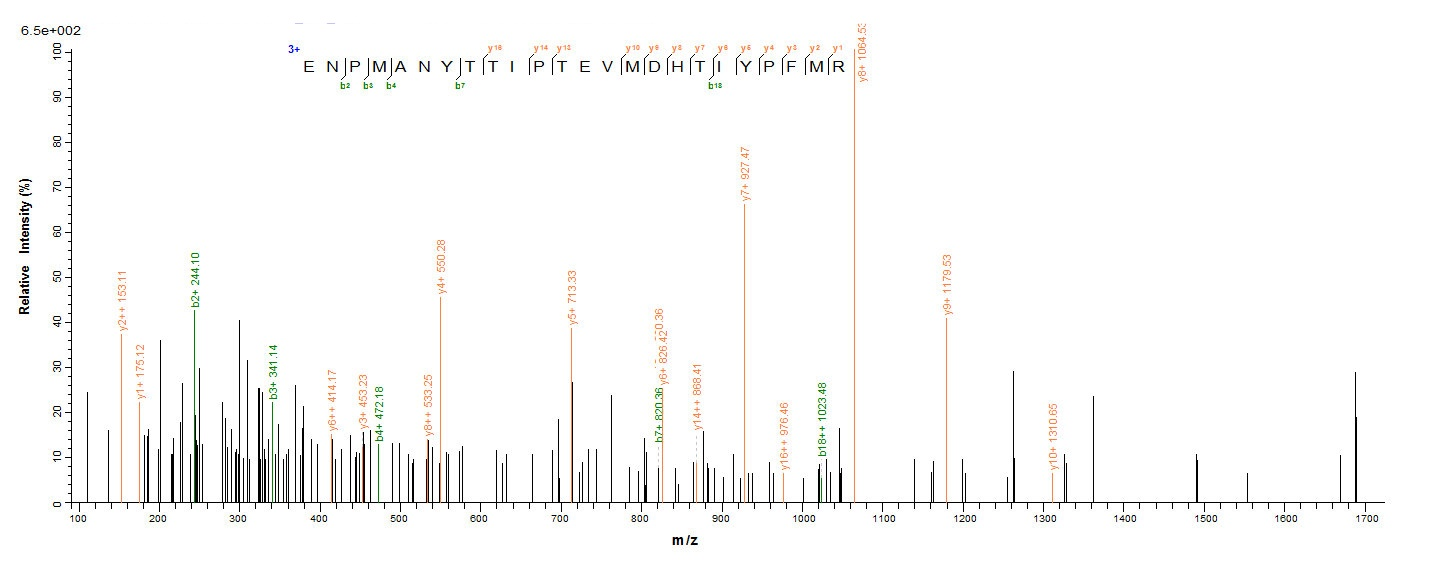 Mouse SULT1A1 protein