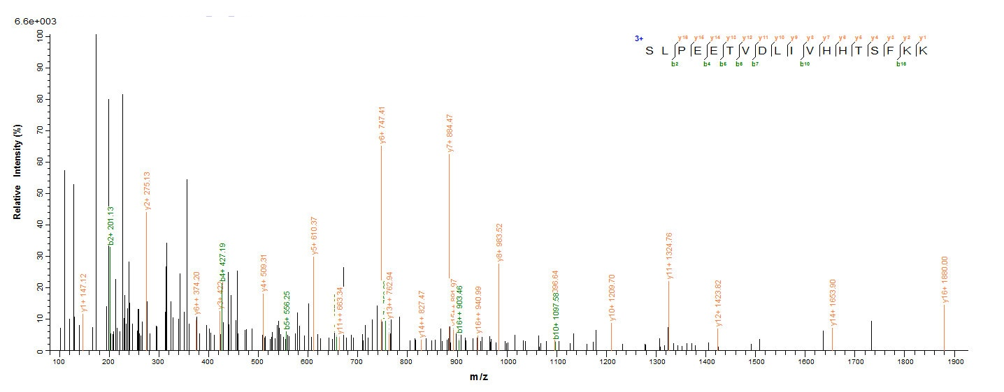 Mouse SULT1A1 protein