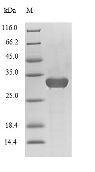 Mouse CELA3B protein