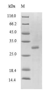 Mouse Transthyretin protein