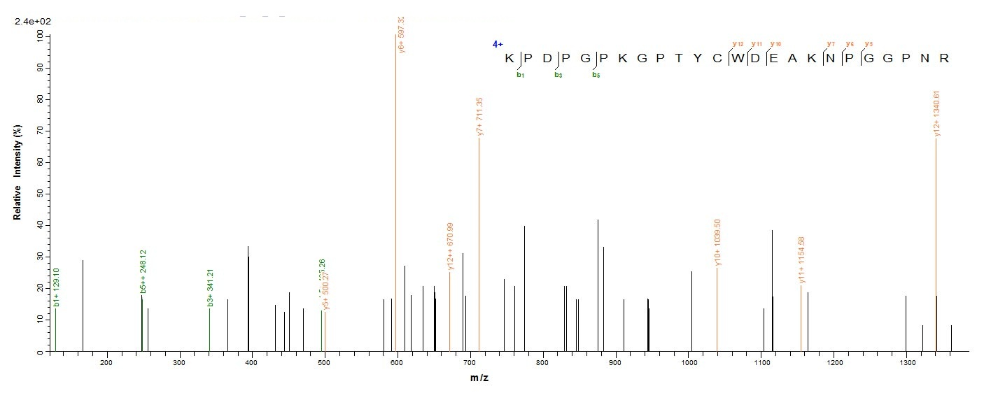 Animal Scytovirin protein