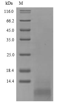 Fungi HFB2 protein