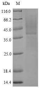 Animal Limulus clotting factor C protein