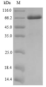 Human MAGEA10 protein