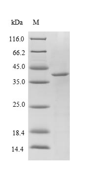 E. coli PPIA protein