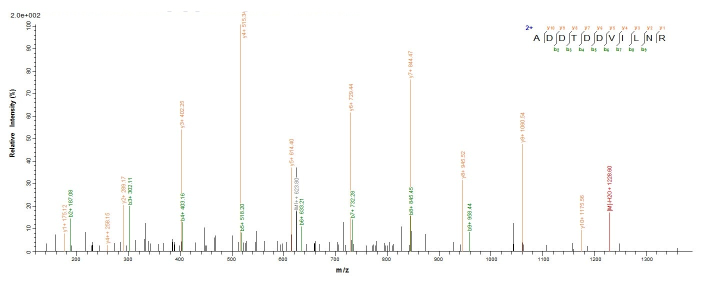 Bacterial ADK protein