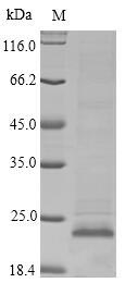 Monkey APOC3 protein