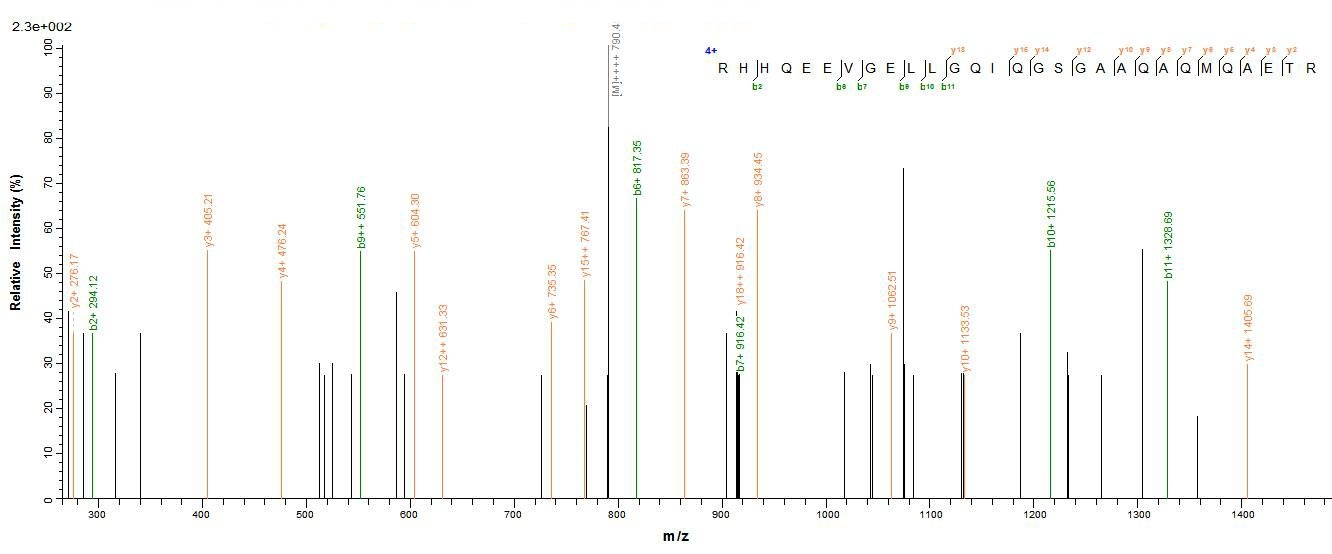 Human NEFH protein