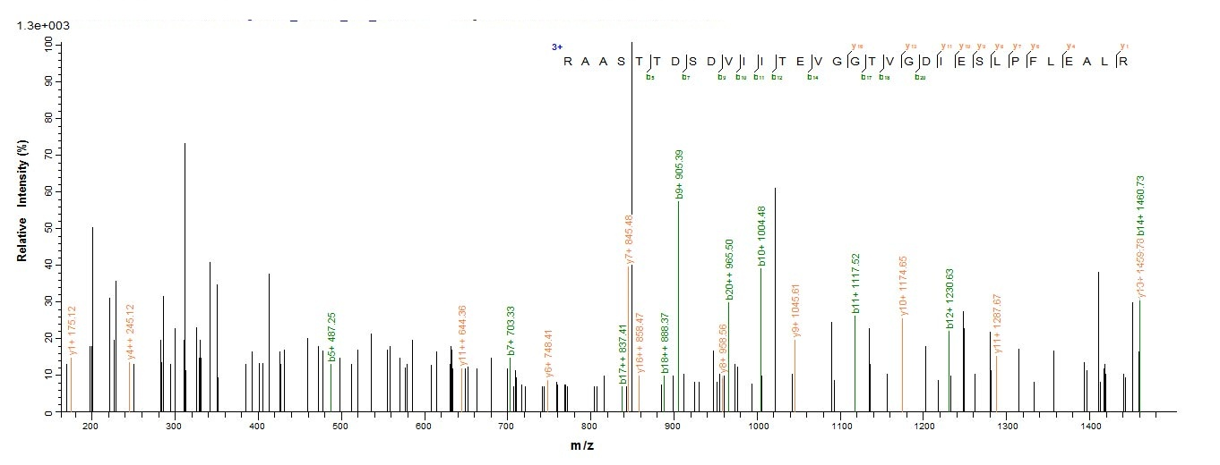 Bacterial PYRG protein