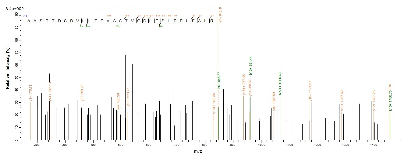 Bacterial PYRG protein