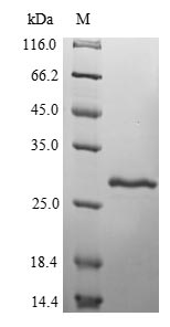 Bacterial ENTG protein