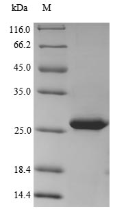 Viral Large delta antigen protein
