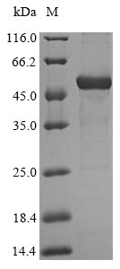 Human HAO2 protein