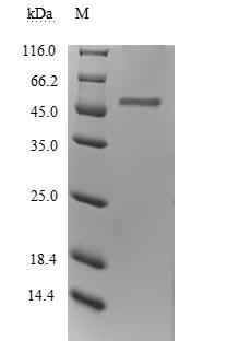 Human ITPA protein