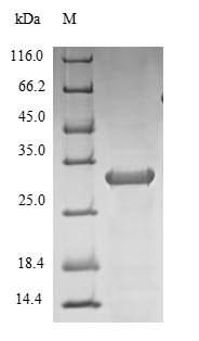 Primate IL10 protein
